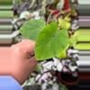 plant/Colocasia pharaohs mask starter plant growers choice-1-thumbnail