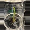 plant/Variegated Frydek sprouted corm(9)-0-thumbnail