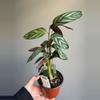 plant/Calathea Silver Star-0-thumbnail