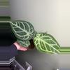 plant/Anthurium Silver Blush-0-thumbnail