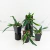 plant/Microsorum Thailandicum ‘Blue Oil Fern’ *Grower’s Choice*-0-thumbnail