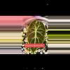 plant/Pink tri color Watts dolf alacasia corm grown-8-thumbnail