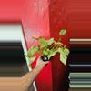 plant/Syngonium Berry Allusion-1-thumbnail