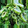 plant/Colocasia pharaohs mask starter plant growers choice-0-thumbnail