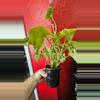 plant/Syngonium Berry Allusion-0-thumbnail