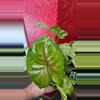 plant/Syngonium Berry Allusion-3-thumbnail