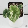 plant/Alocasia Melo Albo Variegated *Grower’s Choice*-0-thumbnail