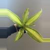 plant/Dracaena-0-thumbnail