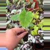 plant/Colocasia pharaohs mask starter plant growers choice-2-thumbnail