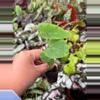 plant/Colocasia pharaohs mask starter plant growers choice-3-thumbnail