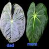 plant/Rare! Anthurium papillaminum  (long x long bullet)x(rlxfs) x long x long bullet-0-thumbnail