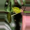 plant/Sanderiana Pink Alocasia-2-thumbnail