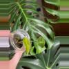 plant/Sanderiana Pink Alocasia-0-thumbnail