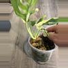 plant/Monstera adansonii albo-3-thumbnail