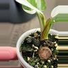 plant/Philodendron White Princess / Pink Tri-Color Hybrid-5-thumbnail