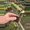 plant/Syngonium batik variegated starter plant growers choice-6-thumbnail