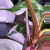 plant/Philodendron White Princess / Pink Tri-Color Hybrid-0-thumbnail