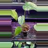 plant/Mint Monstera, Large Form #11-0-thumbnail