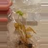 plant/REHAB tissue culture TC pack. Alocasia Aurea Wentii & Alocasia Aurea Gageana-2-thumbnail