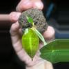 plant/Sanderiana Pink Alocasia-3-thumbnail
