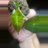 plant/Sanderiana Pink Alocasia-6-thumbnail