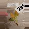 plant/Red Sun, Philo McDowell Tissue Culture Pack Rehab-4-thumbnail