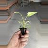 plant/Homalomena java starter plant growera choice-6-thumbnail