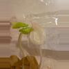 plant/REHAB tissue culture TC pack. Alocasia Aurea Wentii & Alocasia Aurea Gageana-3-thumbnail
