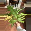 plant/Florida Beauty x Mayoi Top Cut-1-thumbnail