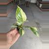 plant/Homalomena java starter plant growera choice-1-thumbnail