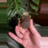 plant/Sanderiana Pink Alocasia-5-thumbnail