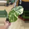 plant/Monstera white monster-0-thumbnail