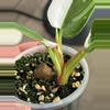 plant/Philodendron White Princess / Pink Tri-Color Hybrid-4-thumbnail
