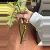 plant/Florida Beauty x Mayoi Top Cut-4-thumbnail