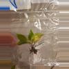 plant/Red Sun, Philo McDowell Tissue Culture Pack Rehab-1-thumbnail