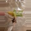 plant/Red Sun, Philo McDowell Tissue Culture Pack Rehab-0-thumbnail