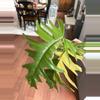 plant/Florida Beauty x Mayoi Top Cut-2-thumbnail