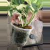 plant/Monstera adansonii albo-5-thumbnail