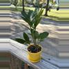 plant/ZZ Plant-0-thumbnail