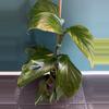 plant/✨ Rare Monstera egregia Rooted Node w/ Growth Point 🌱(1)-1-thumbnail