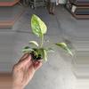 plant/Homalomena java starter plant growera choice-2-thumbnail