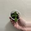 plant/Anthurium Dark Queen-0-thumbnail