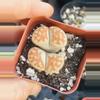 plant/Mesemb Large Lithops Double Header-0-thumbnail