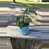 plant/Monstera adansonii-0-thumbnail