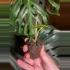 plant/Sanderiana Pink Alocasia-4-thumbnail