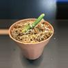 plant/✨ Rare Monstera egregia Rooted Node w/ Growth Point 🌱(3)-0-thumbnail