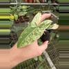 plant/Syngonium batik variegated starter plant growers choice-2-thumbnail