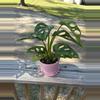 plant/Monstera adansonii-0-thumbnail