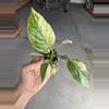 plant/Homalomena java starter plant growera choice-0-thumbnail