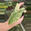 plant/Syngonium batik variegated starter plant growers choice-1-thumbnail